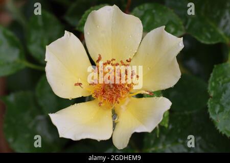Eine gelbe Blüte der persischen Rose `Ducat Mella´ als Nahaufnahme Stockfoto